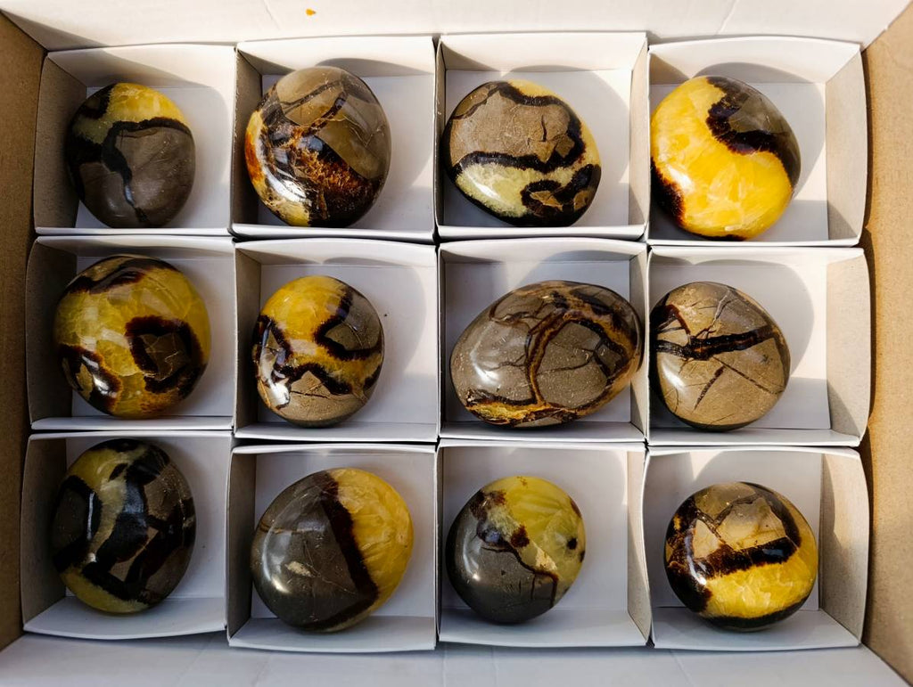 Polished Septerye Palm Stones x 12 From Mahajanga, Madagascar - Toprock Gemstones and Minerals 