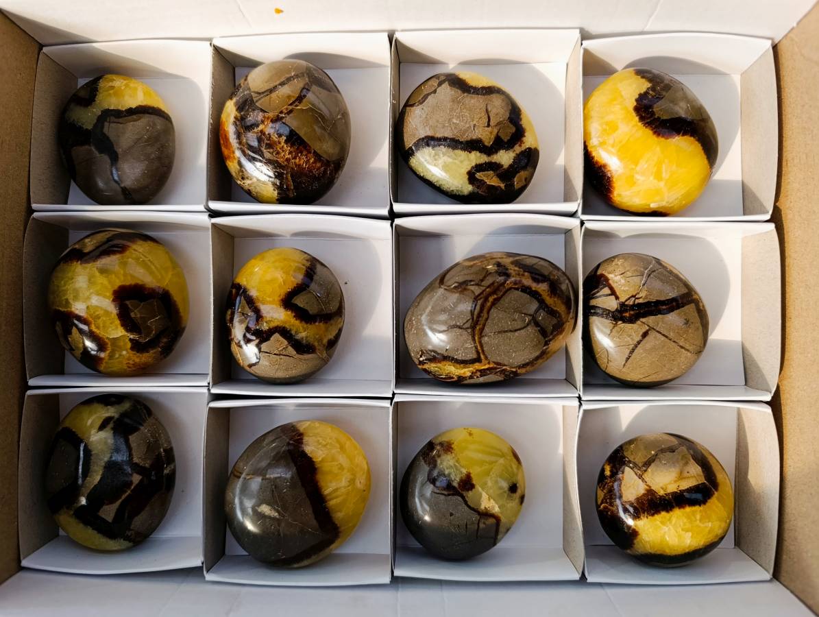 Polished Septerye Palm Stones x 12 From Mahajanga, Madagascar - Toprock Gemstones and Minerals 