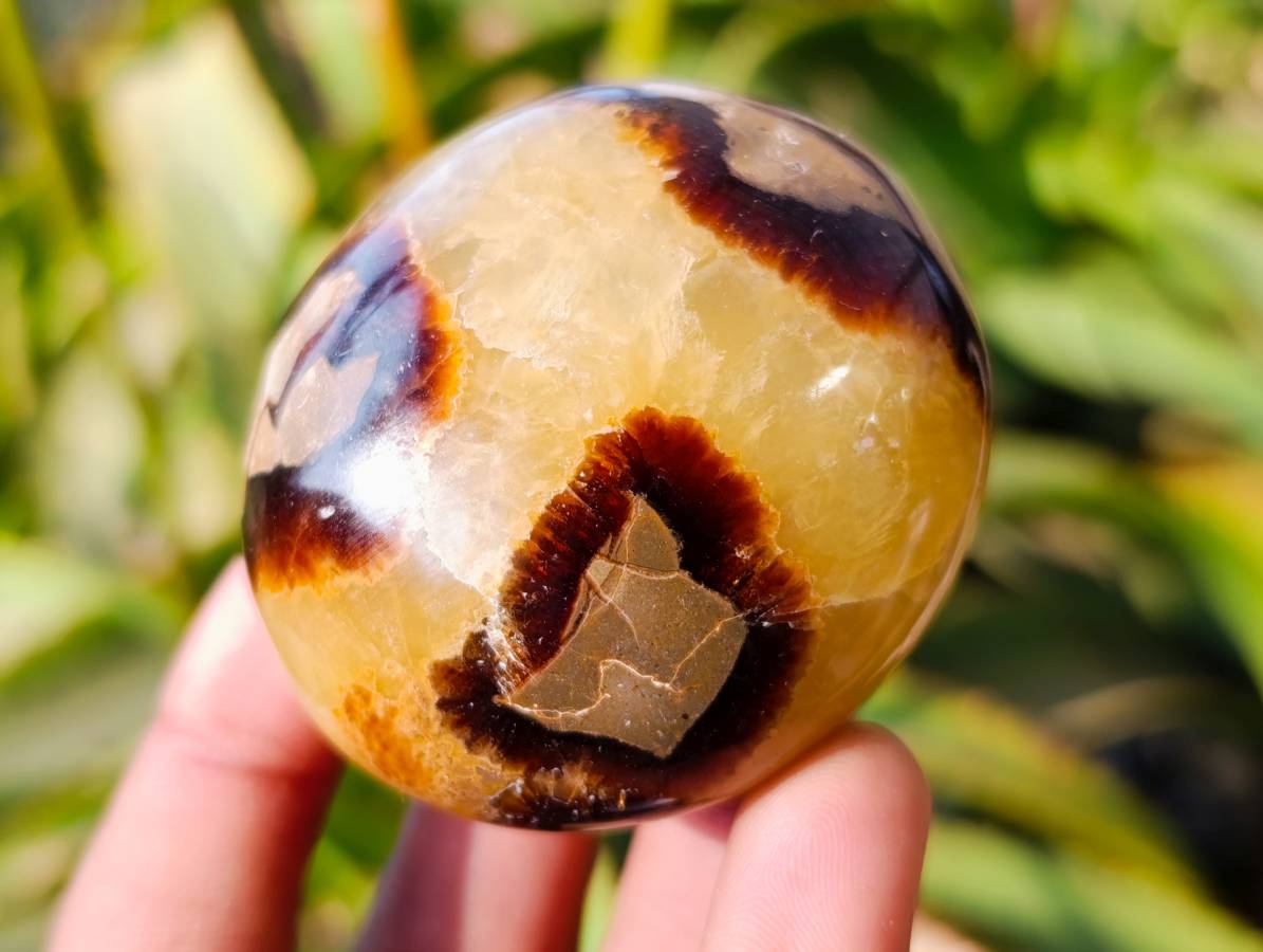 Polished Septerye Palm Stones x 12 From Mahajanga, Madagascar - Toprock Gemstones and Minerals 