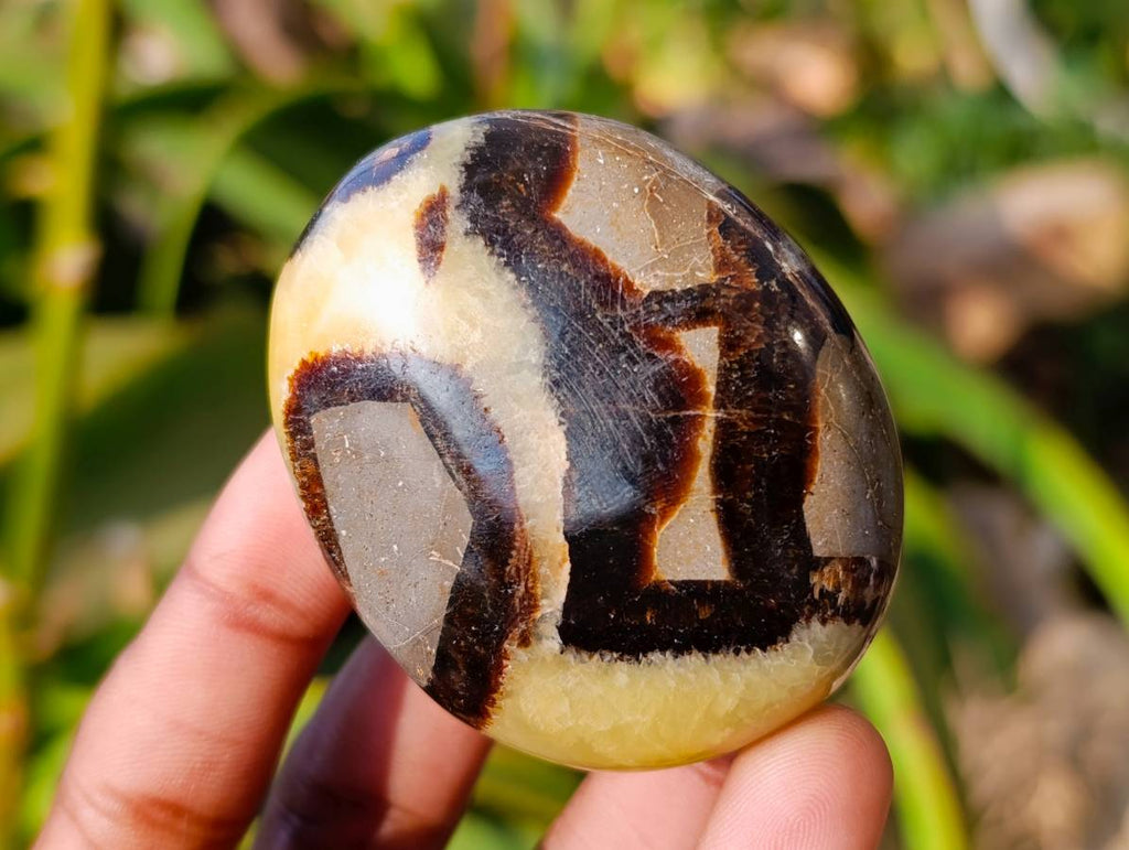 Polished Septerye Palm Stones x 12 From Mahajanga, Madagascar - Toprock Gemstones and Minerals 