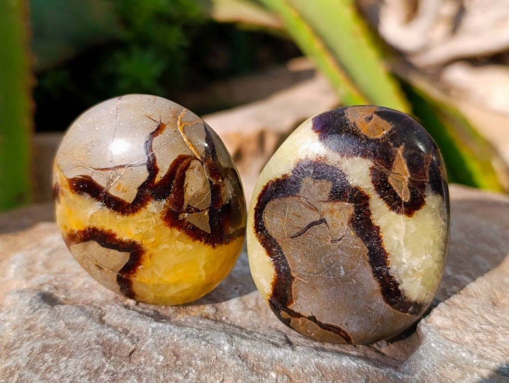 Polished Septerye Palm Stones x 12 From Mahajanga, Madagascar - Toprock Gemstones and Minerals 