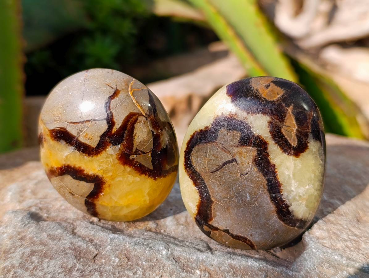 Polished Septerye Palm Stones x 12 From Mahajanga, Madagascar - Toprock Gemstones and Minerals 