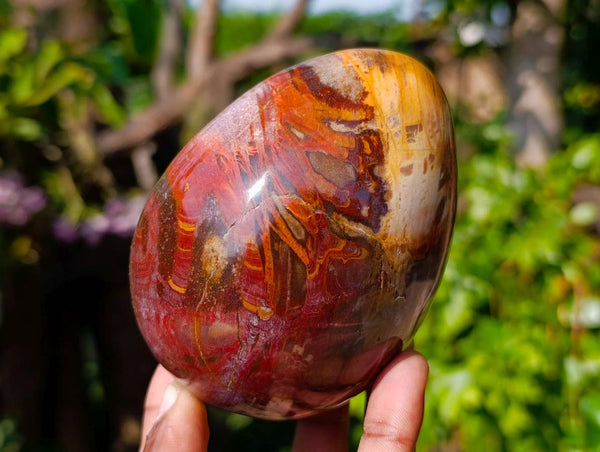 Polished Podocarpus Petrified Wood Eggs x 2 From Mahajanga, Madagascar - Toprock Gemstones and Minerals 