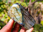 Polished Labradorite Standing Free Forms x 6 From Tulear, Madagascar - Toprock Gemstones and Minerals 