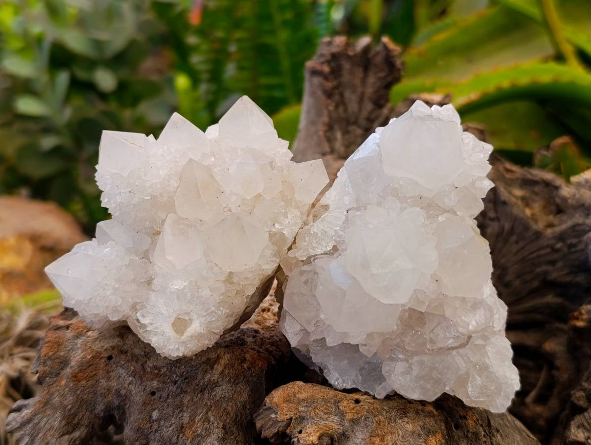 Natural White Spirit Cactus Quartz Specimens x 6 From Boekenhouthoek, South Africa - Toprock Gemstones and Minerals 