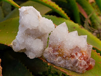 Natural White Spirit Cactus Quartz Specimens x 6 From Boekenhouthoek, South Africa - Toprock Gemstones and Minerals 