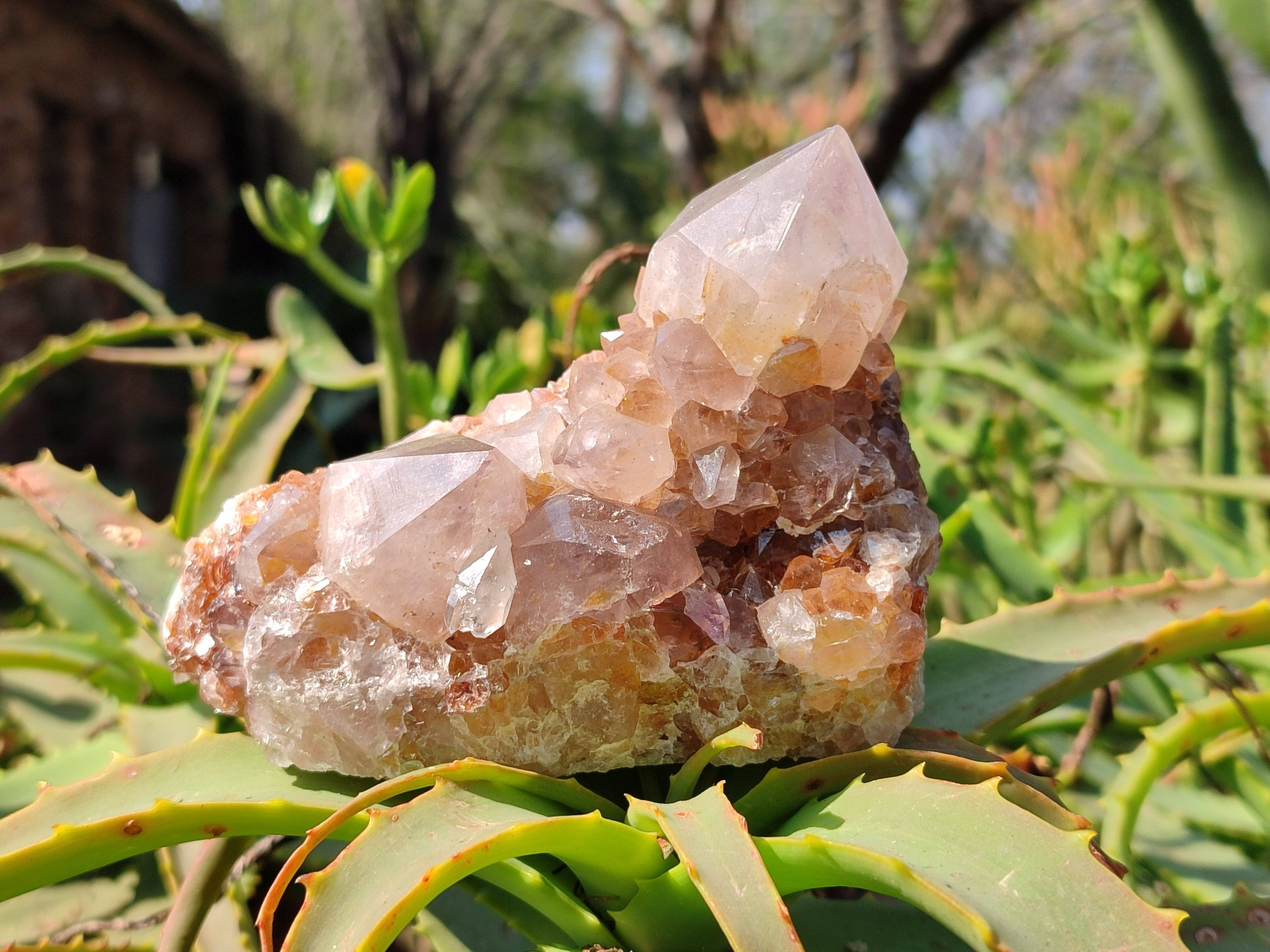 Natural Amethyst Spirit Quartz Clusters x 2 From Boekenhouthoek, South Africa - Toprock Gemstones and Minerals 