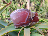 Polished On One Side, Sashe River Agate Nodules x 28 From Zimbabwe