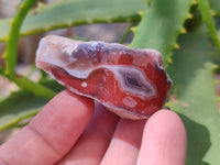 Polished On One Side, Sashe River Agate Nodules x 28 From Zimbabwe