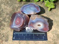 Polished On One Side, Sashe River Agate Nodules x 28 From Zimbabwe