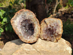 Natural Zululand Amethyst Geodes x 6 From Jozini, South Africa - Toprock Gemstones and Minerals 