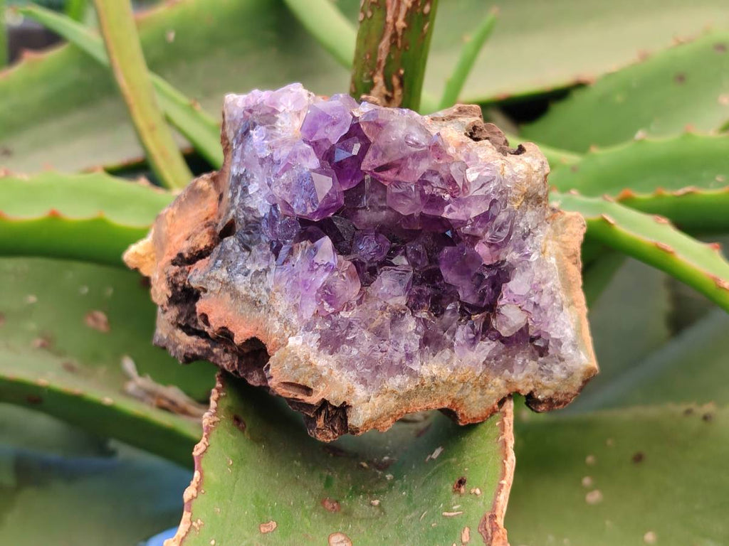 Natural Zululand Amethyst Geodes x 6 From Jozini, South Africa - Toprock Gemstones and Minerals 