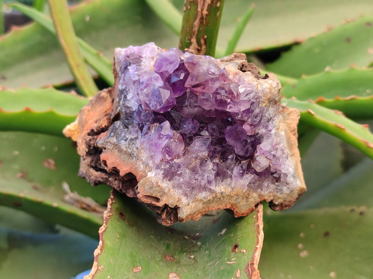 Natural Zululand Amethyst Geodes x 6 From Jozini, South Africa - Toprock Gemstones and Minerals 