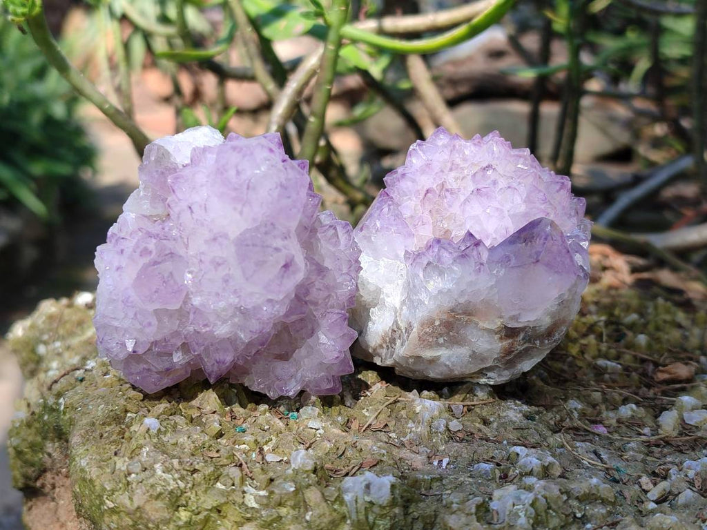 Natural Amethyst Spirit Quartz Clusters x 6 From Boekenhouthoek, South Africa - Toprock Gemstones and Minerals 