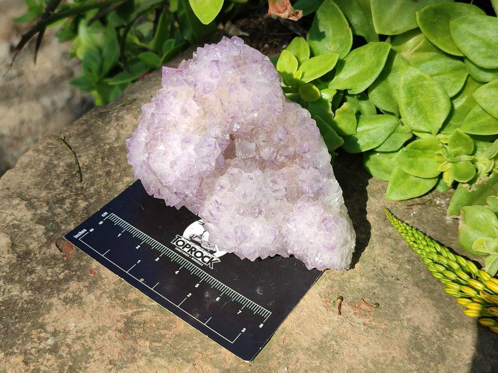 Natural Amethyst Spirit Quartz Clusters x 6 From Boekenhouthoek, South Africa - Toprock Gemstones and Minerals 
