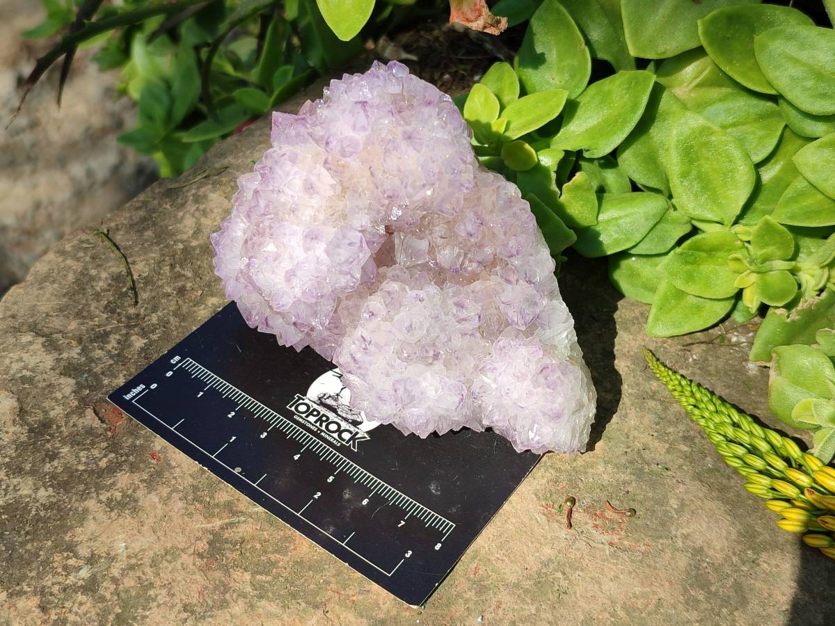 Natural Amethyst Spirit Quartz Clusters x 6 From Boekenhouthoek, South Africa - Toprock Gemstones and Minerals 