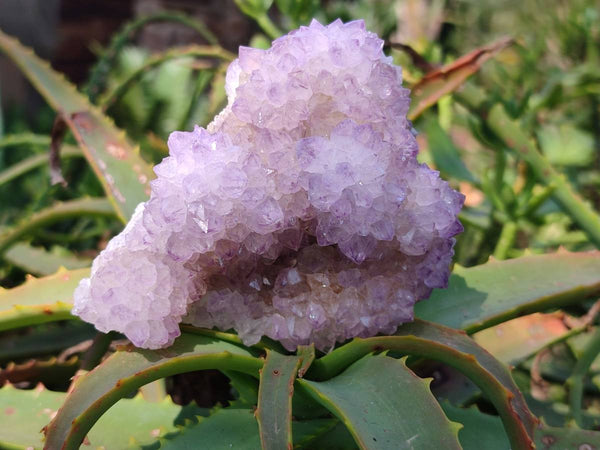 Natural Amethyst Spirit Quartz Clusters x 6 From Boekenhouthoek, South Africa