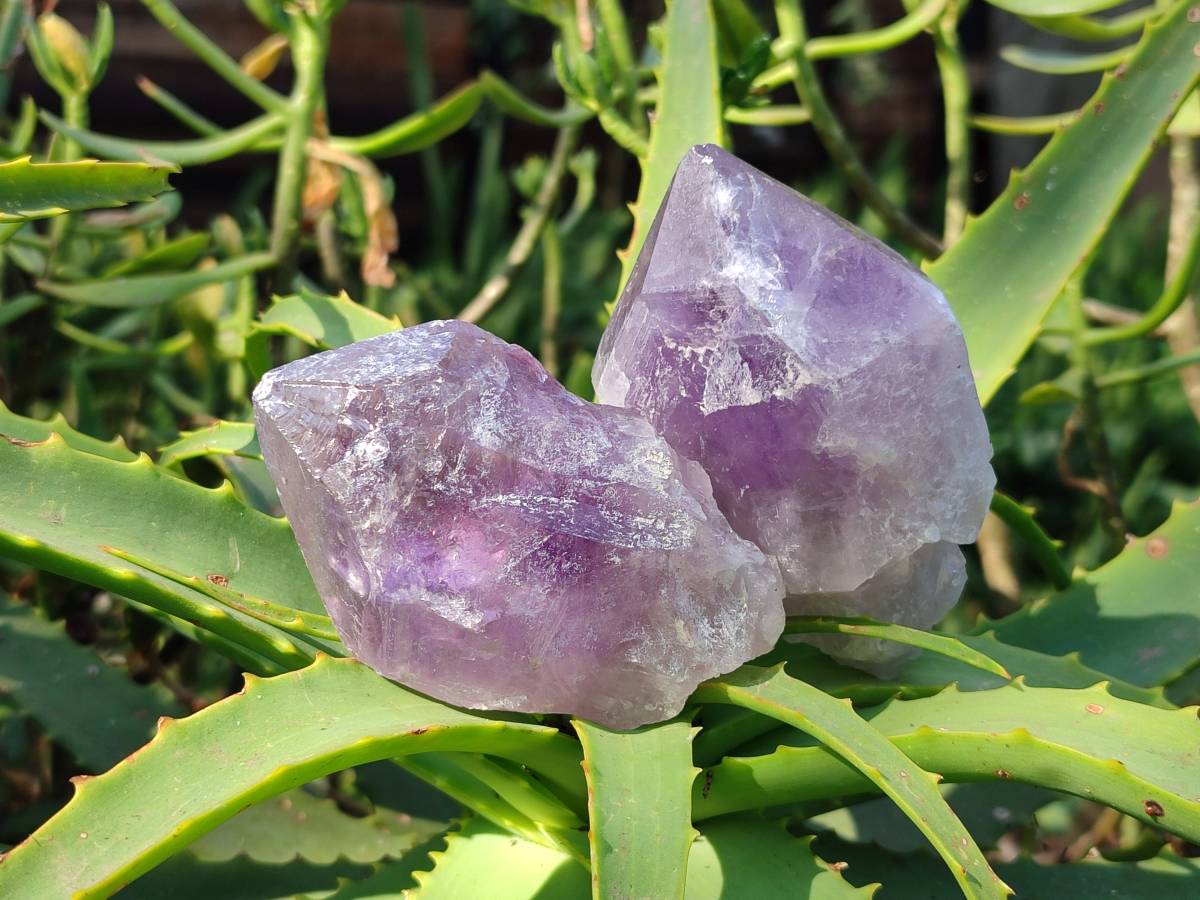 Natural Jacaranda Amethyst Quartz Crystals x 6 From Mumbwa, Zambia - Toprock Gemstones and Minerals 