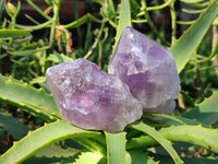 Natural Jacaranda Amethyst Quartz Crystals x 6 From Mumbwa, Zambia