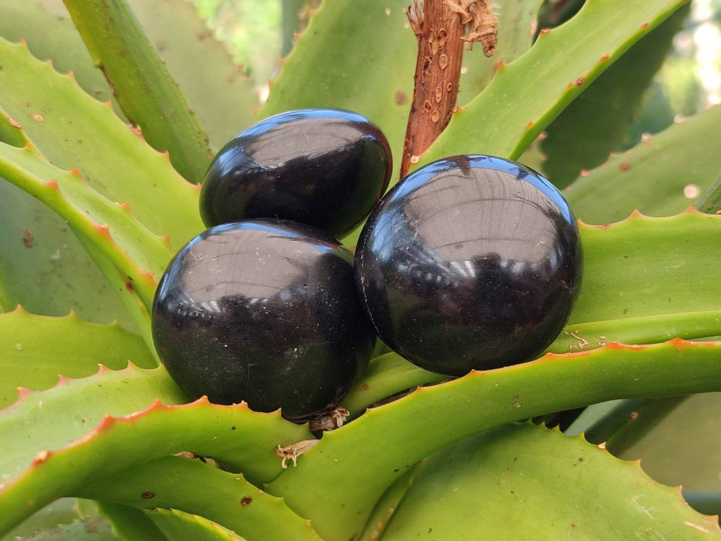 Polished Black Basalt Palm Stone x 12 From Antsirabe, Madagascar - Toprock Gemstones and Minerals 