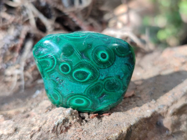 Polished Flower Banded Malachite Free Forms x 35 From Congo