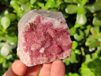 Natural Salrose Cobaltion Dolomite Specimens x 12 From Kakanda, Congo