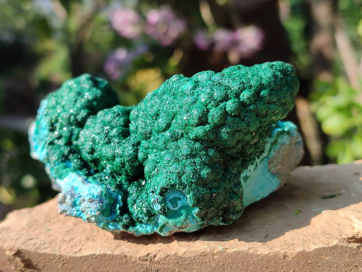Natural Drusy Coated Chrysocolla with Malachite x 2 From Lupoto Mine, Congo - Toprock Gemstones and Minerals 