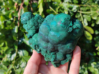 Natural Drusy Coated Chrysocolla with Malachite x 2 From Lupoto Mine, Congo