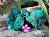 Natural Drusy Coated Chrysocolla with Malachite x 2 From Lupoto Mine, Congo