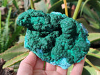Natural Drusy Coated Chrysocolla with Malachite x 2 From Lupoto Mine, Congo - Toprock Gemstones and Minerals 