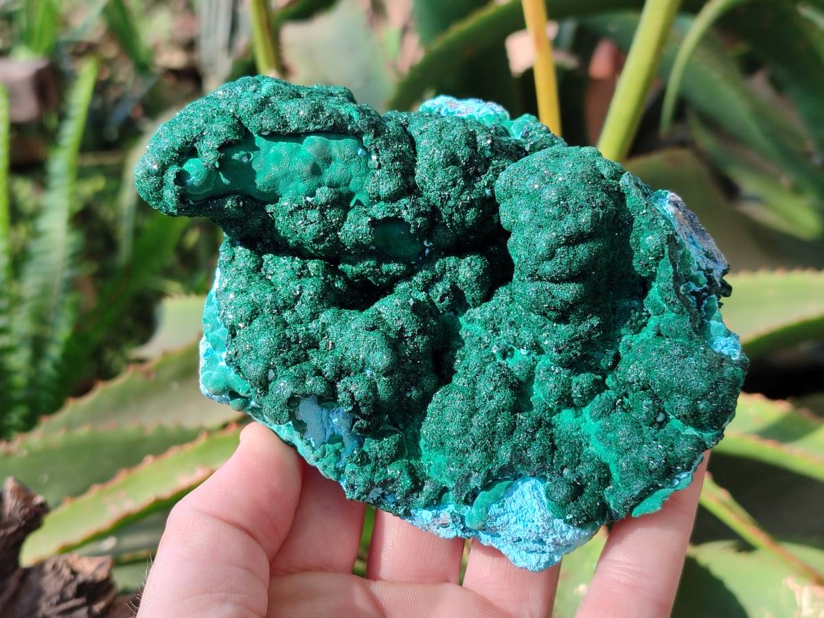 Natural Drusy Coated Chrysocolla with Malachite x 2 From Lupoto Mine, Congo - Toprock Gemstones and Minerals 