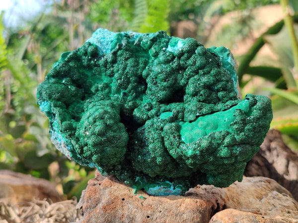Natural Drusy Coated Chrysocolla with Malachite x 2 From Lupoto Mine, Congo