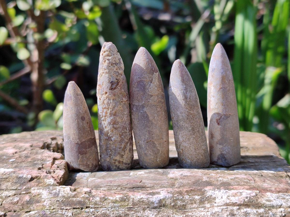 Natural Belemnite Fossil Specimens x 2kg Lots From Maintirano, Madagascar - Toprock Gemstones and Minerals 