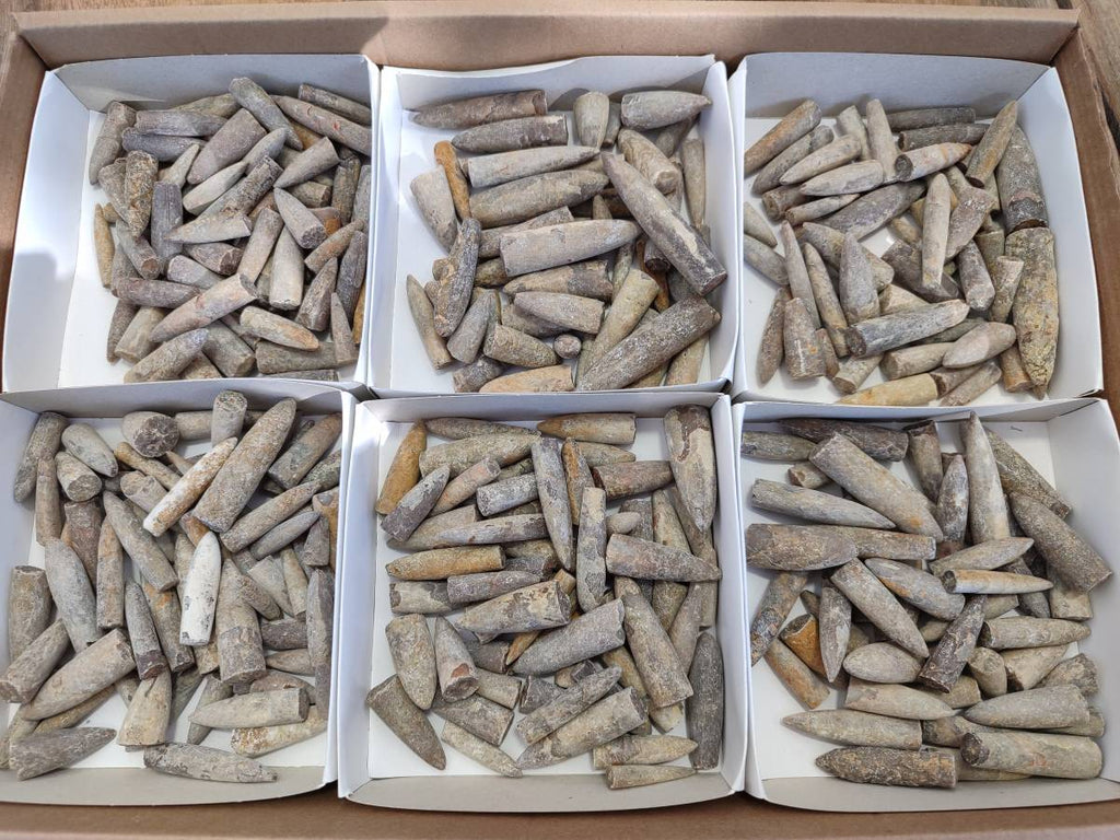 Natural Belemnite Fossil Specimens x 2kg Lots From Maintirano, Madagascar - Toprock Gemstones and Minerals 