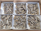 Natural Belemnite Fossil Specimens x 2kg Lots From Maintirano, Madagascar - Toprock Gemstones and Minerals 