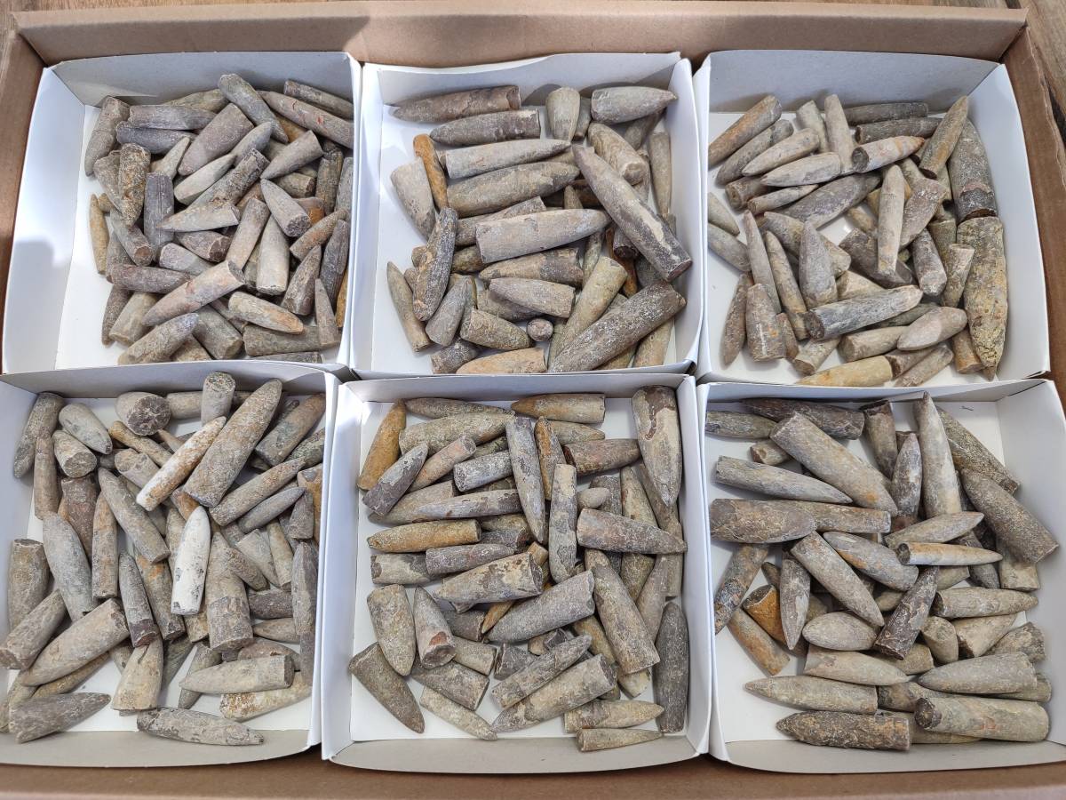 Natural Belemnite Fossil Specimens x 2kg Lots From Maintirano, Madagascar - Toprock Gemstones and Minerals 