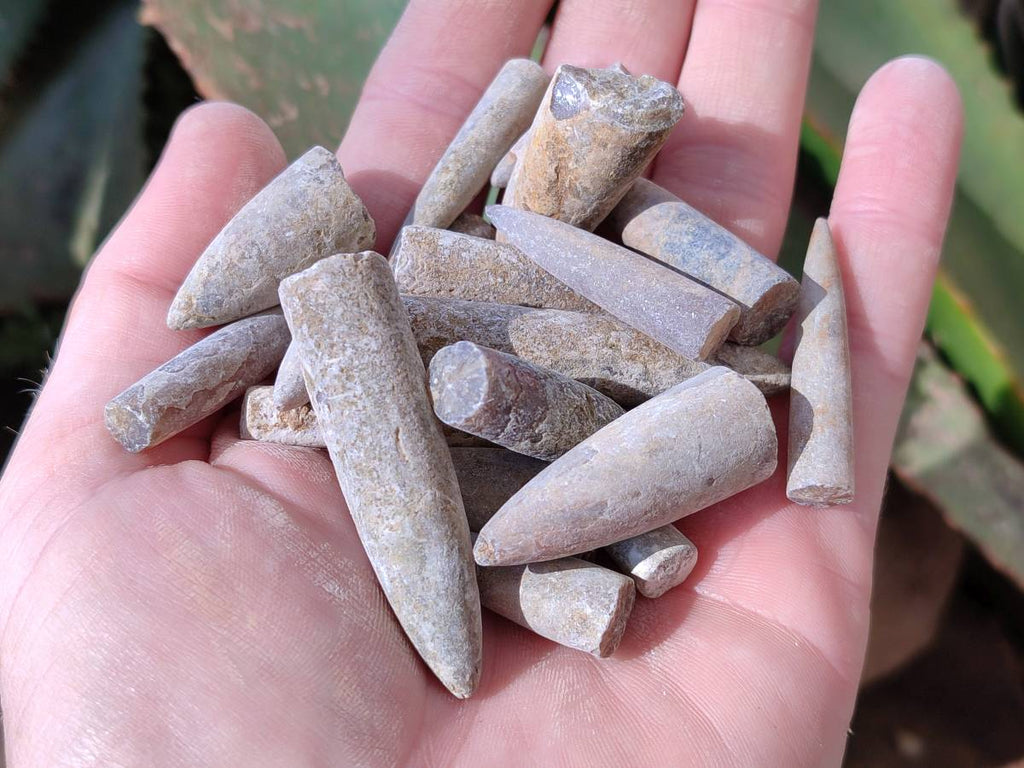 Natural Belemnite Fossil Specimens x 2kg Lots From Maintirano, Madagascar - Toprock Gemstones and Minerals 