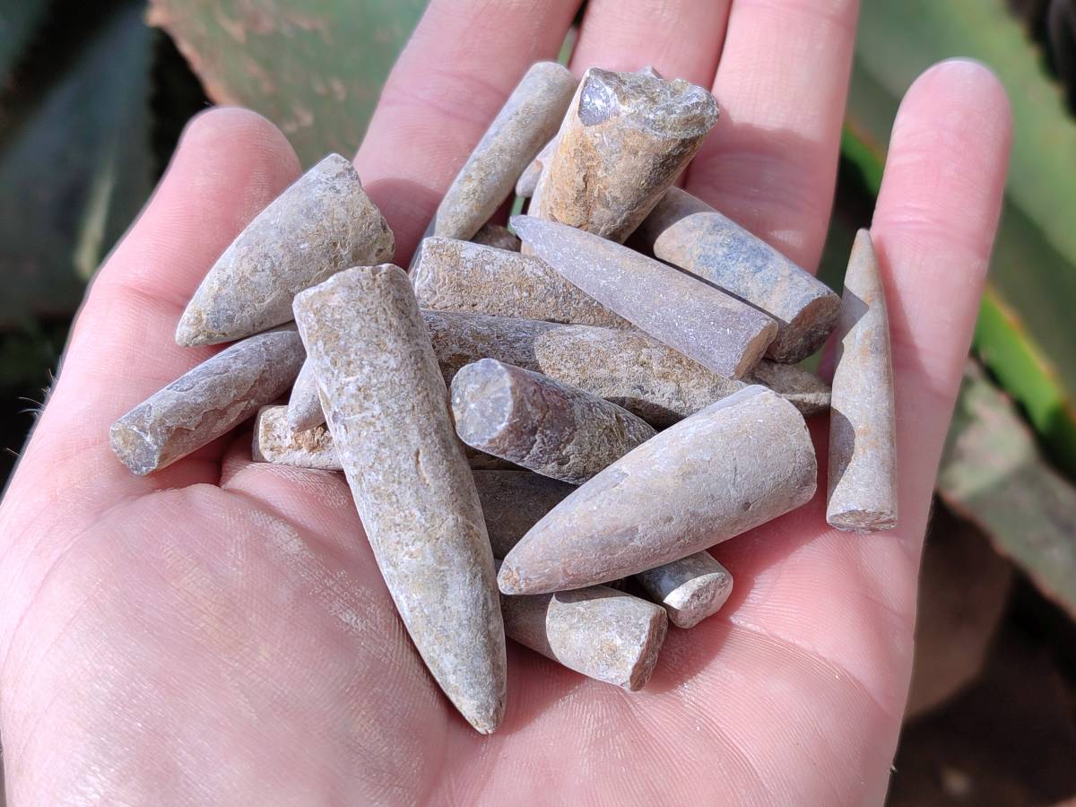 Natural Belemnite Fossil Specimens x 2kg Lots From Maintirano, Madagascar - Toprock Gemstones and Minerals 