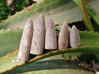 Natural Belemnite Fossil Specimens x 2kg Lots From Maintirano, Madagascar