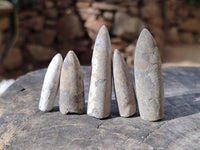 Natural Belemnite Fossil Specimens x 2kg Lots From Maintirano, Madagascar