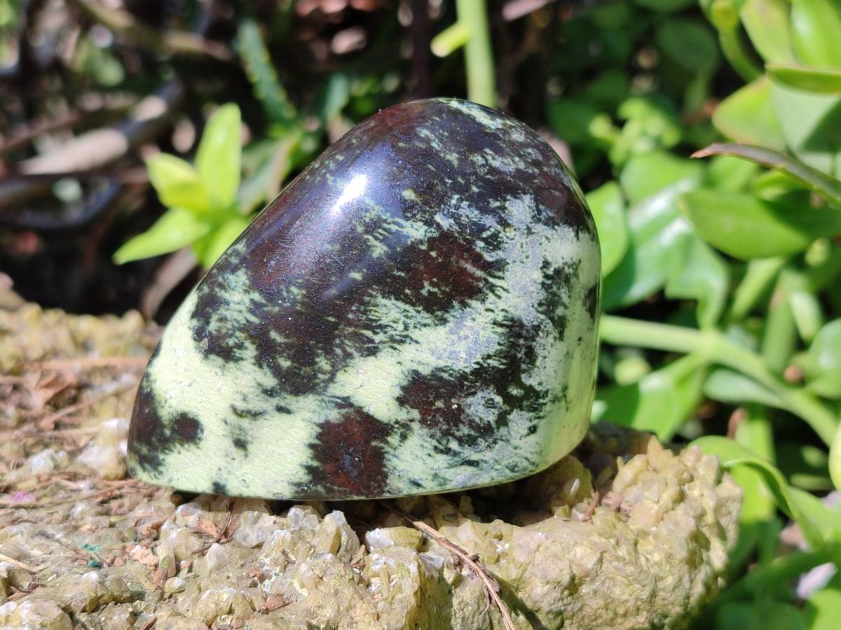 Polished Leopard Stone Standing Free Forms x 12 From Nyanga, Zimbabwe - Toprock Gemstones and Minerals 