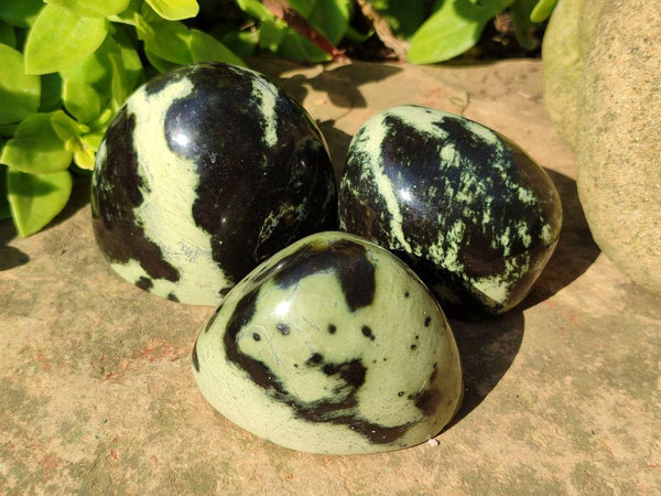 Polished Leopard Stone Standing Free Forms x 12 From Nyanga, Zimbabwe