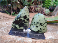 Polished Leopard Stone Standing Free Forms x 12 From Nyanga, Zimbabwe