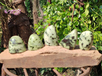 Polished Leopard Stone Standing Free Forms x 12 From Nyanga, Zimbabwe