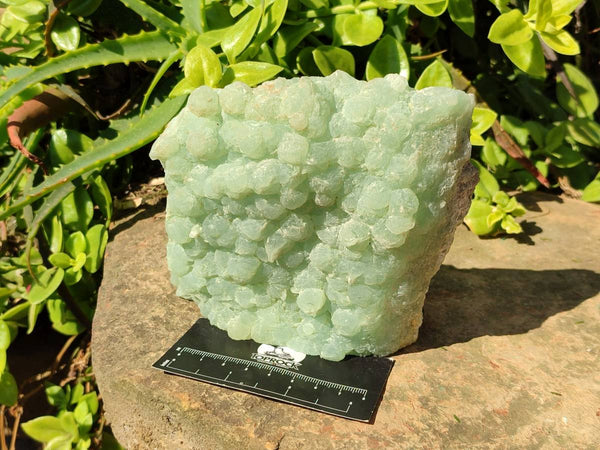Natural Botryoidal Prehnite Specimen x 1 From Beaufort West, South Africa
