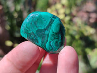 Polished Flower Banded Malachite Free Forms x 35 From Congo