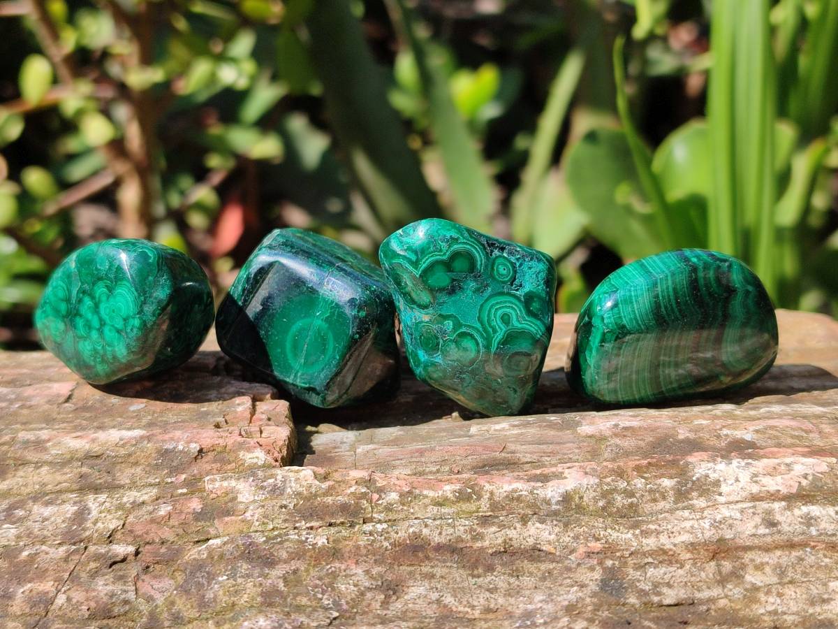 Polished Flower Banded Malachite Free Forms x 35 From Congo - Toprock Gemstones and Minerals 