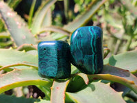 Polished Flower Banded Malachite Free Forms x 35 From Congo