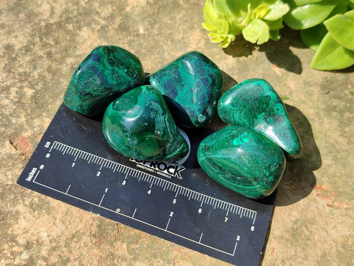 Polished Flower Banded Malachite Free Forms x 35 From Congo - Toprock Gemstones and Minerals 