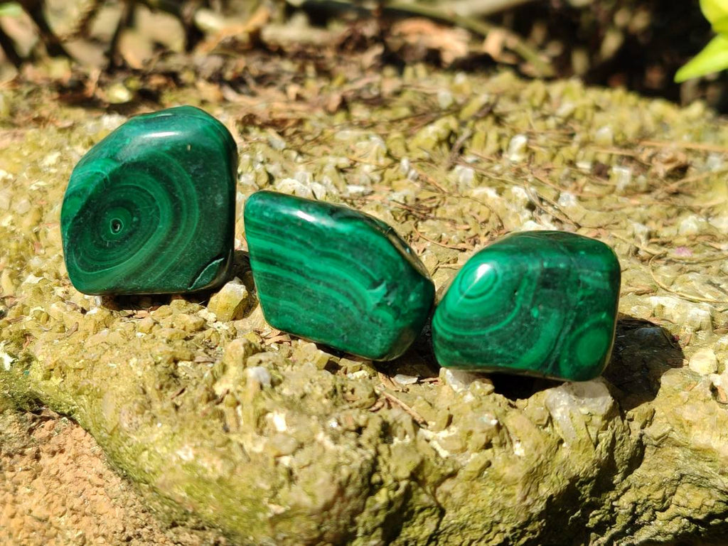 Polished Flower Banded Malachite Free Forms x 35 From Congo - Toprock Gemstones and Minerals 
